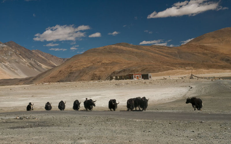 Yaks are used by the Changpas as packing animals and as dependable sources of milk, hide and meat