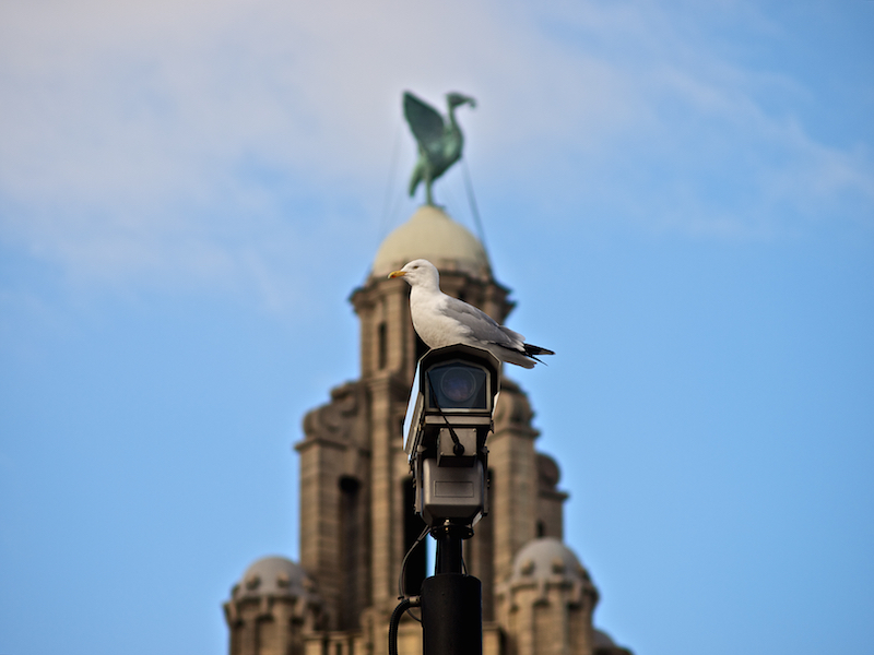 Liver Building and Seagull