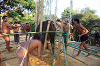Cow Killing Festival Of Indigenous People