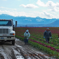 Skagit Valley Tulip Workers #1